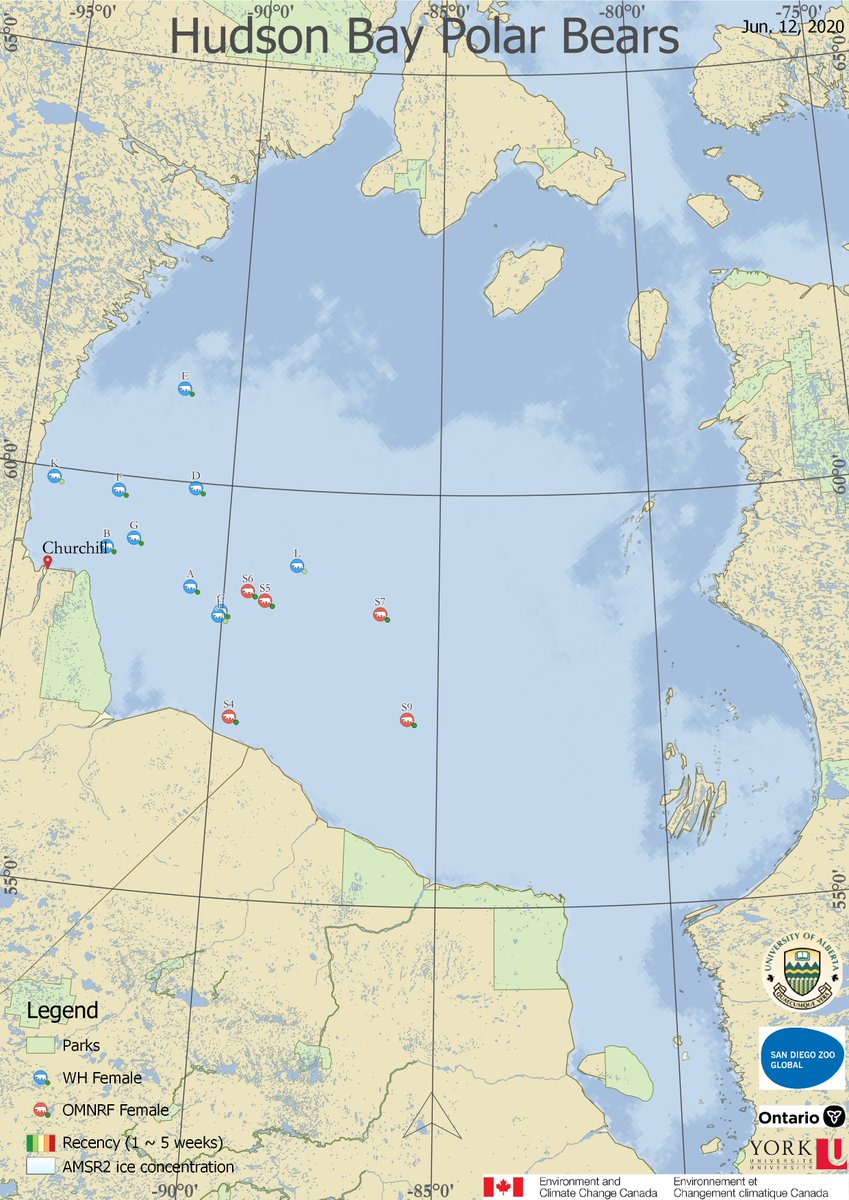 AEDerocher's tweet photo. W Hudson Bay polar bears still out on the ice that's packed together by winds. The longer they stay on the ice, the fatter they'll be. Ponder that pregnant females need to fast for about 8 months &amp; raise cubs through to spring when they return to the ice. Survival of the fattest. https://t.co/9auOqLqfWJ