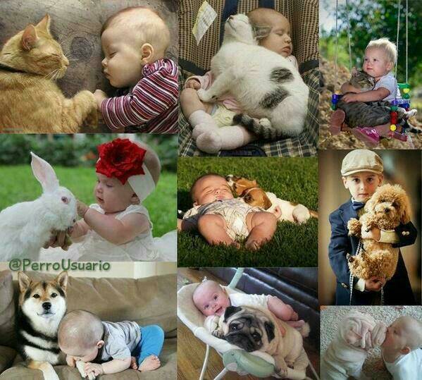 PerroUsuario's tweet image. Si queremos tener mejores ciudadanos, vamos a enseñar a nuestros niños, con nuestro ejemplo, el #AMOR y el #respeto por los animales.