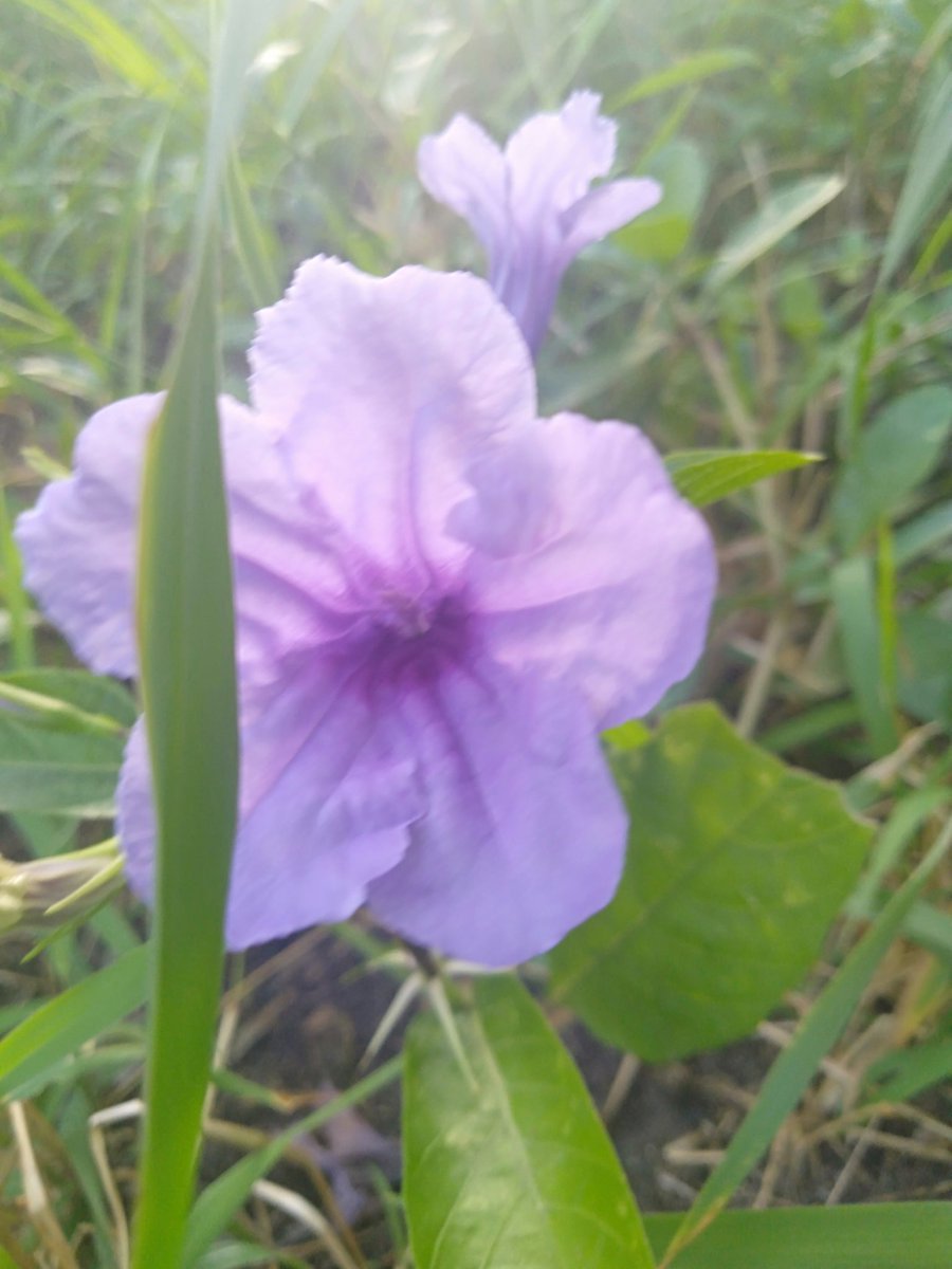 DDpinky3's tweet photo. Just Sïmle...
#NaturePhotography #Click #Twitter #photography #PhotoOfTheDay #artph #ColourWhatColour #Naturedream @latimesplants @eyeshotHQ @nature @twtnaturephoto @photonature666 @clicknature4u @R_Ahmed2010 https://t.co/7R1w9SWYfg