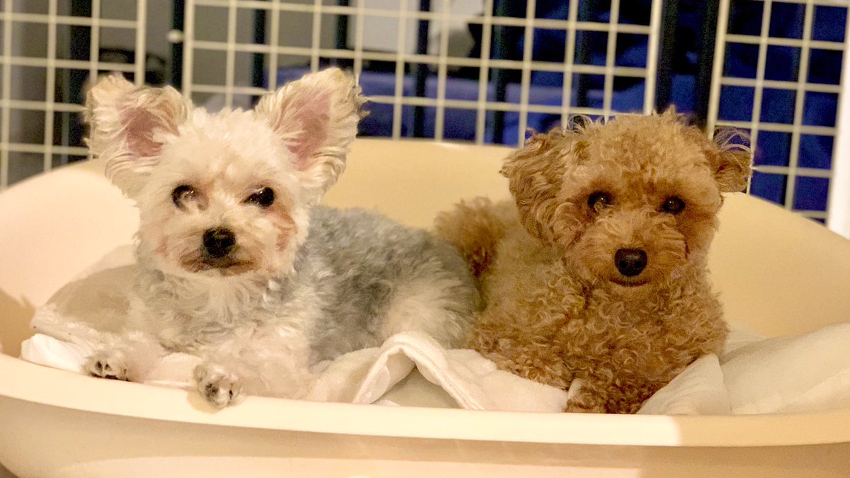 ヨープー Twitter Search Twitter