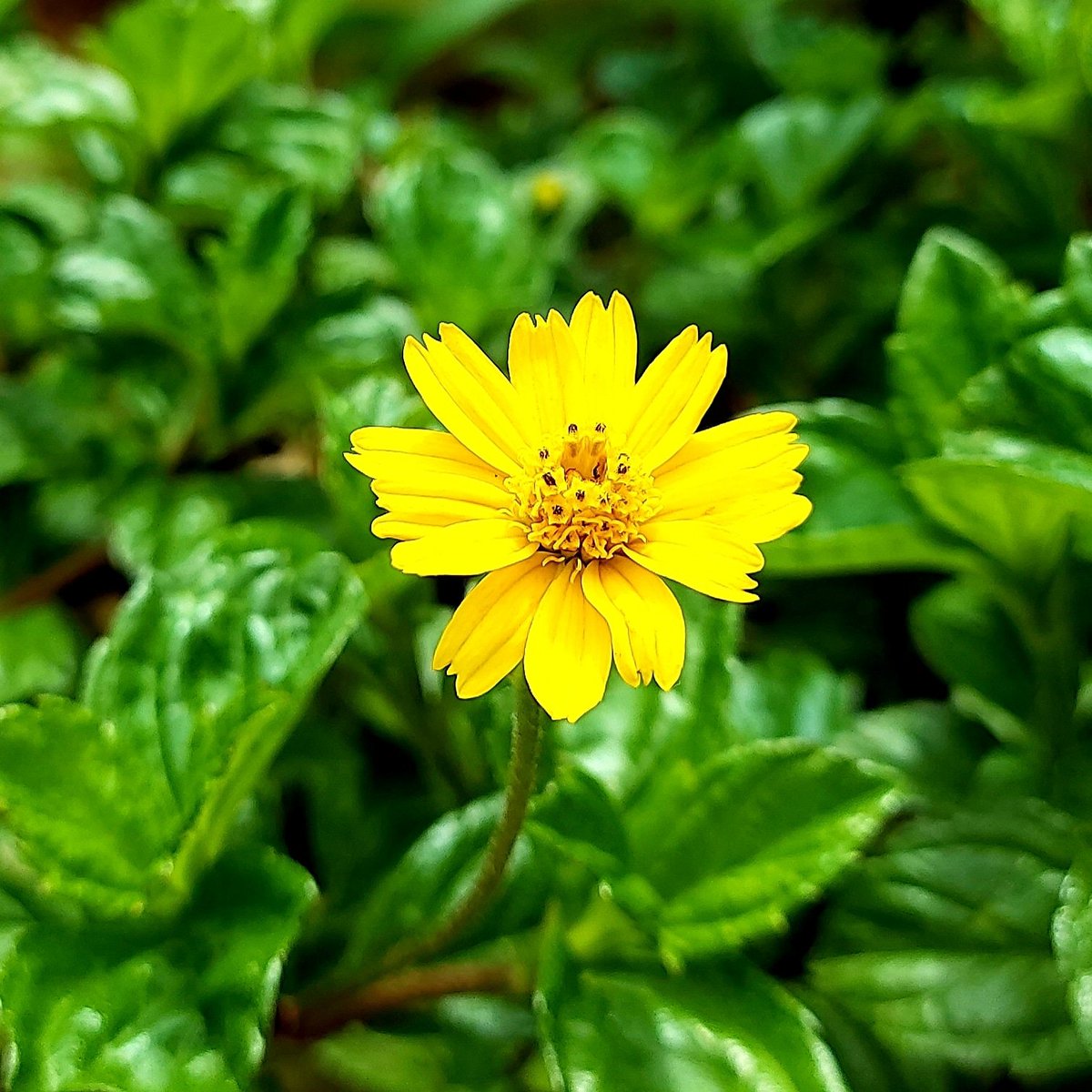 hemagajendran's tweet photo. Wedelia chinensis (Sphagneticola calendulacea) is a flowering plant species in the genus Sphagneticola.
#wedelia #wedeliachinensis #sphagneticola #flowers #yellow #green #nature #naturephotography #naturelovers #blossom #bloom #photooftheday #photographylovers #flowerphotography. https://t.co/OQSPlxy3by