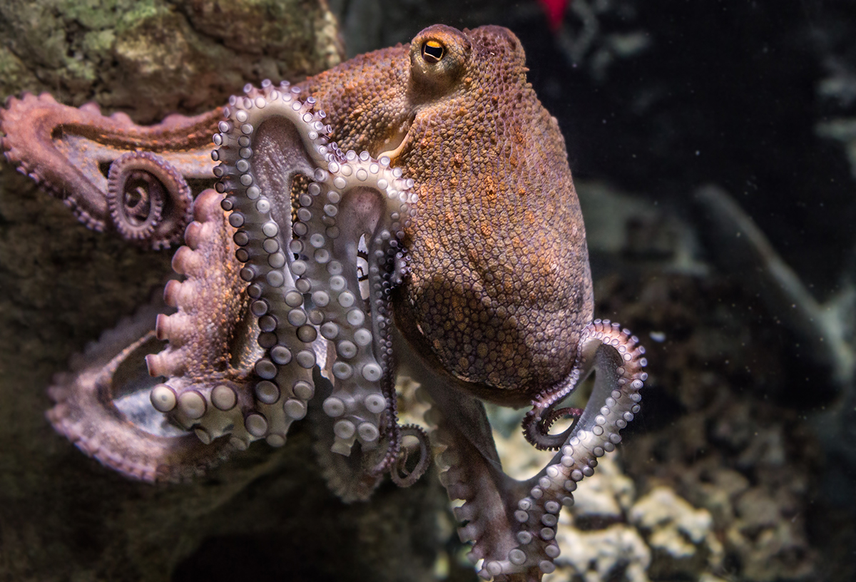 World #OceanWeek2020, Peter Thomson, Special Envoy to Oceans for the UN = protect 30% of our Blue Planet by 2030. 30x30 
Listen Here How:
naturalintelligence.com/worldwide

Learn compassion from the Octopus: 
mailchi.mp/20475c3256c2/h…

United Nations World Economic Forum #ourblueplanet