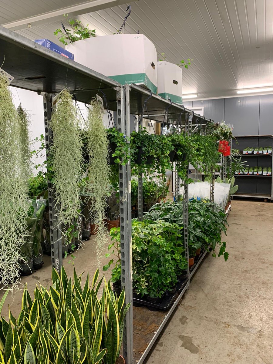 gtflowers's tweet photo. Our plant department is looking 🔥🔥🔥
We’re ready for you!
Are you ready for us??? https://t.co/Tu5gesqRfC