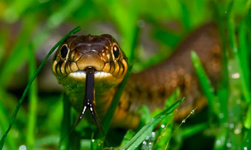 Yılan İlaçlama
Dünya geneline bakıldığında çok fazla sayıda yılan çeşidine rastlanır. Yılanlar ürkütücü oldukları kadar aynı zamanda da zararlı canlılardır. 
yigitcevre.com/yilan-ilaclama…
#ilaçlama #yılanilaçlama #ilaçlamafirması #ilaçlamahizmeti #ilaçlamatekniği #ilaçlamahizmetleri