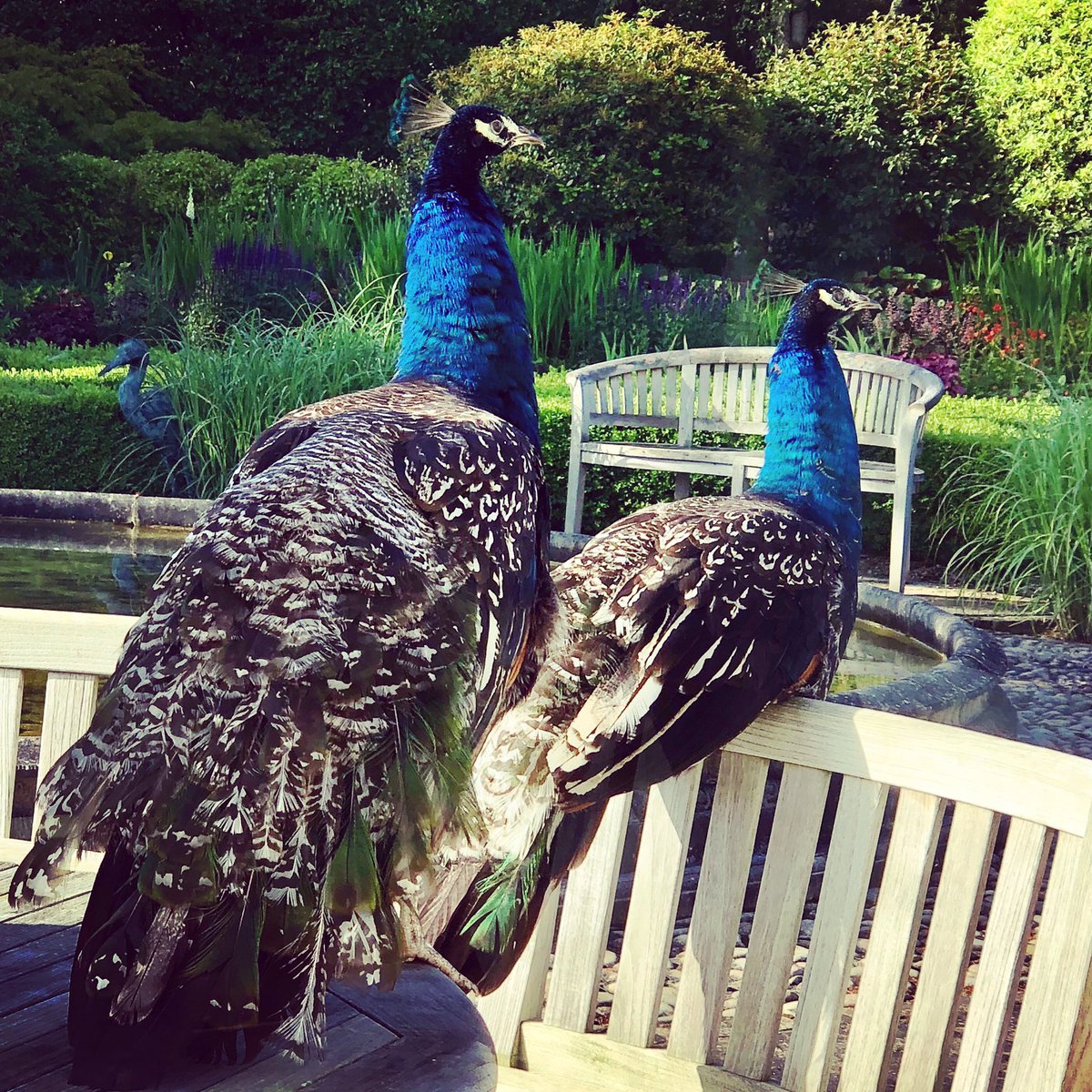 Rebecca Shelley (@rebshelley) on Twitter photo Welcoming committee looking out for our first <a href="/SuffolkNGS/">NGS Suffolk</a> visitors today. Visit ngs.org.uk to book tickets - Holm House, Suffolk Welcoming committee looking out for our first <a href="/SuffolkNGS/">NGS Suffolk</a> visitors today. Visit ngs.org.uk to book tickets - Holm House, Suffolk