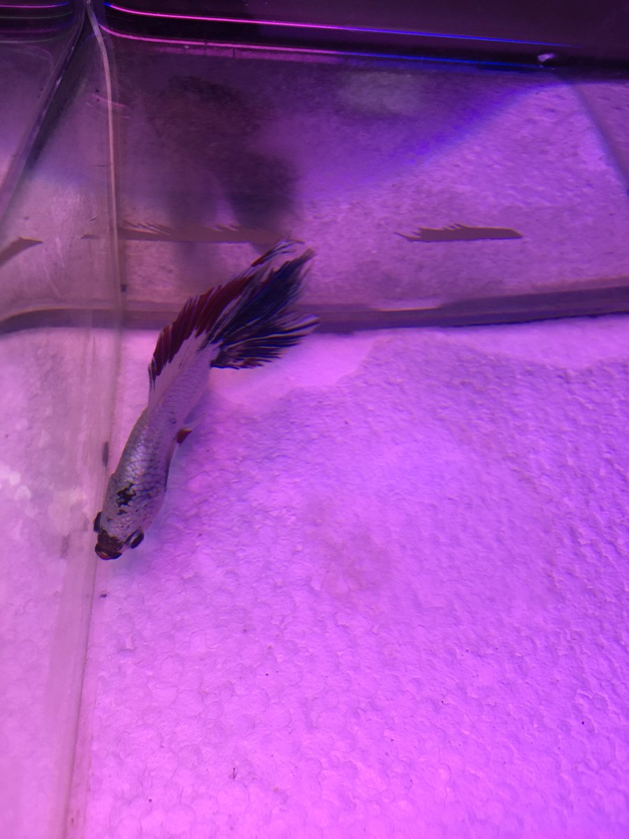 hillybilly211's tweet photo. Thou shall be named flash. ⚡️ LOL https://t.co/rqslSWf7i0