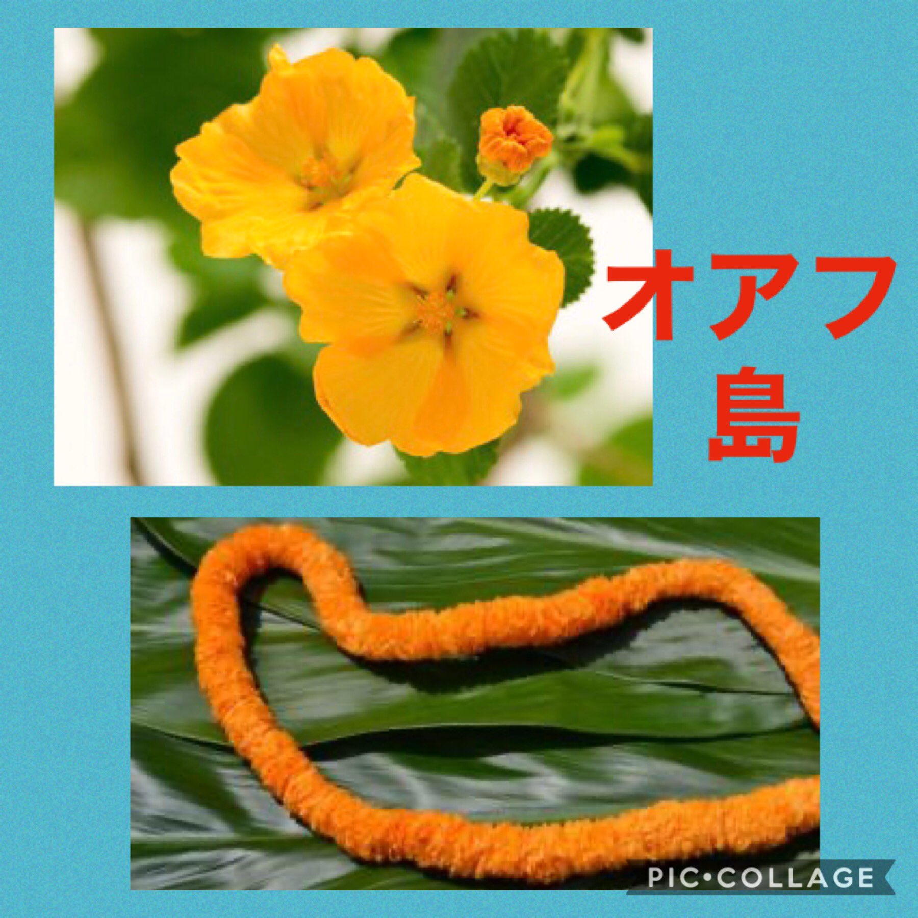 Kapuahaulani V Twitter 中居くん待ちながら 2週間振り土曜日休み 久々にハワイの番組を観ていたら 無性にハワイのお花をアップしたくなり ハワイ州4島の島花と その花 を使ったレイの写真をご紹介 因みにハワイ州花は 黄色いハイビスカスです 私の 世界に Kapuahaulani V Twitter 中居くん待ちながら 2週間振り土曜日休み 久々にハワイの番組を観ていたら 無性にハワイのお花をアップしたくなり ハワイ州4島の島花と その花 を使ったレイの写真をご紹介 因みにハワイ州花は 黄色いハイビスカスです 私の 世界に