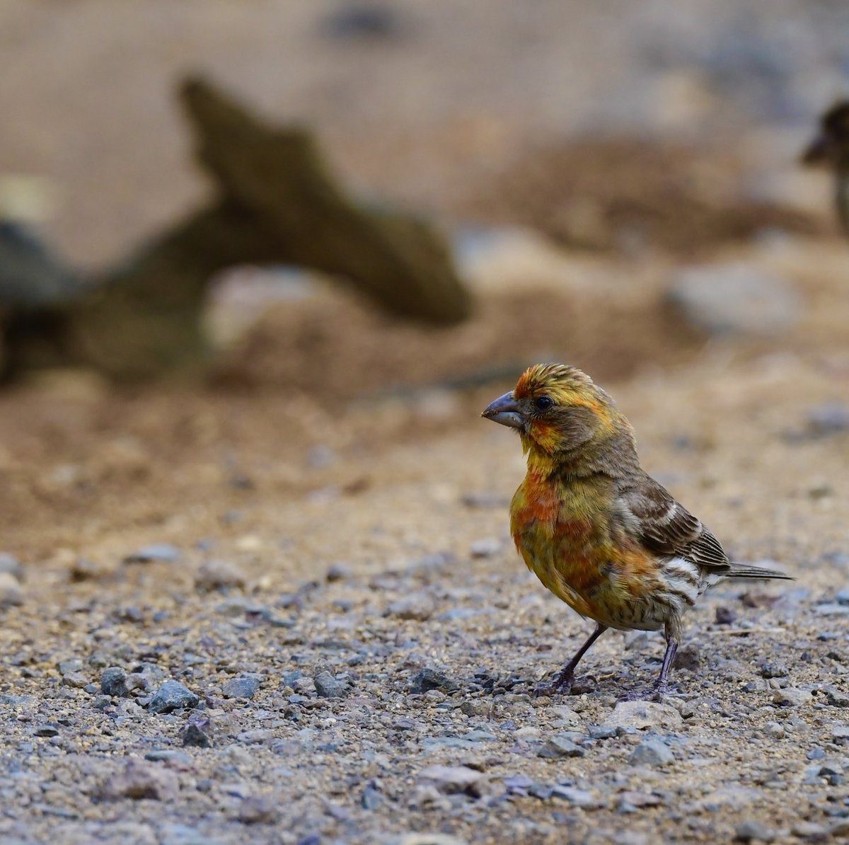 BirdingMy's tweet photo. I have seen a lot of Red House finches, and occasional Yellow House finches, this is the first time that I have seen a calico House Finch with both colors! (D850, 500mm PF lens, f/8 1/500s, hand-held) https://t.co/B2XxEv0EJ5