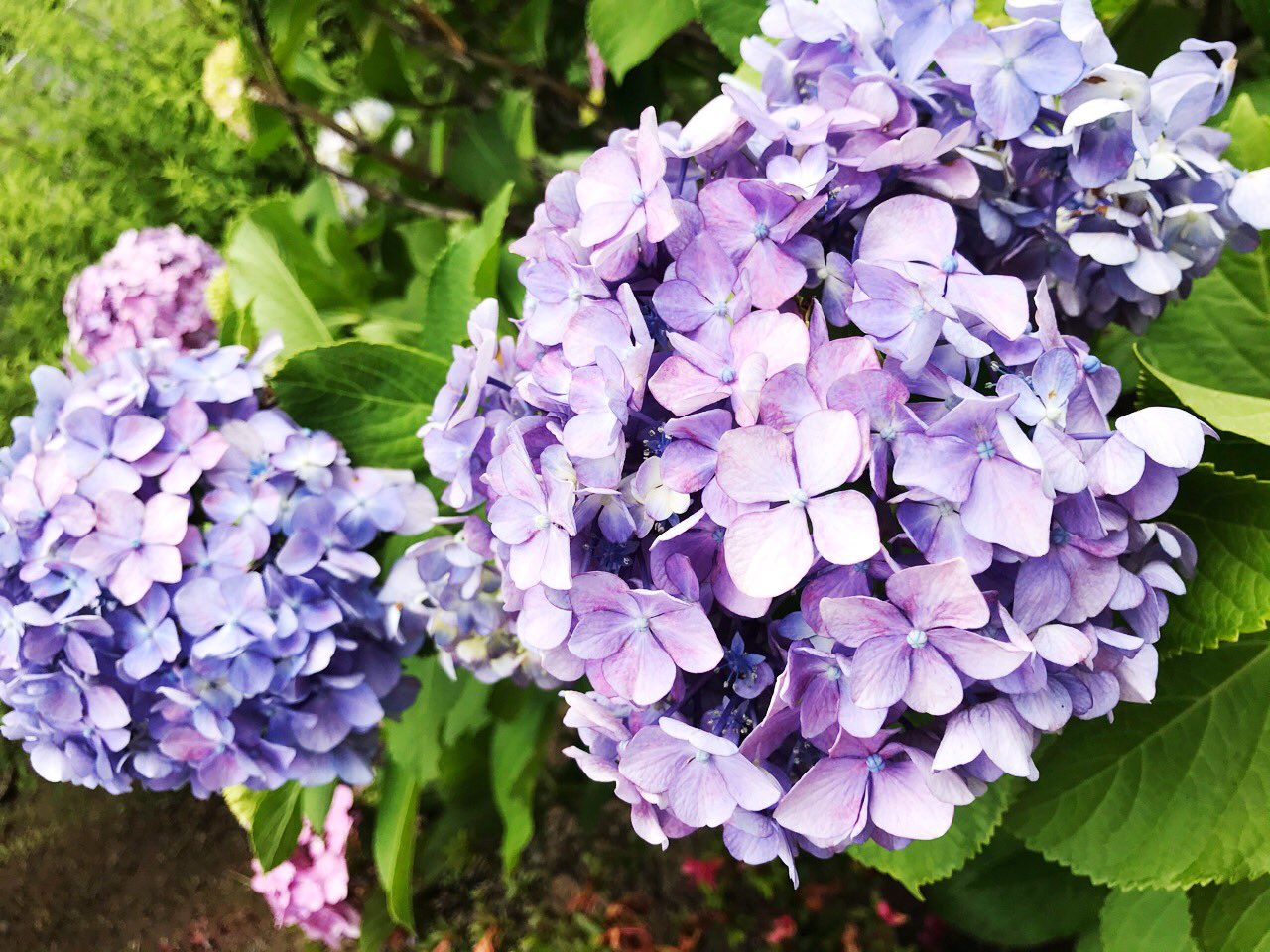 くるる 15日 日 22 00 雑談 園児ちゃんこんにちは 病院の点滴でほそぼそ生きてます おばあちゃんの畑でめちゃ曲がったきゅうり採ったり あじさい摘んで飾ったり 家に侵入した虫と格闘したり田舎満喫中 あんまりよくならないけどいつか治る