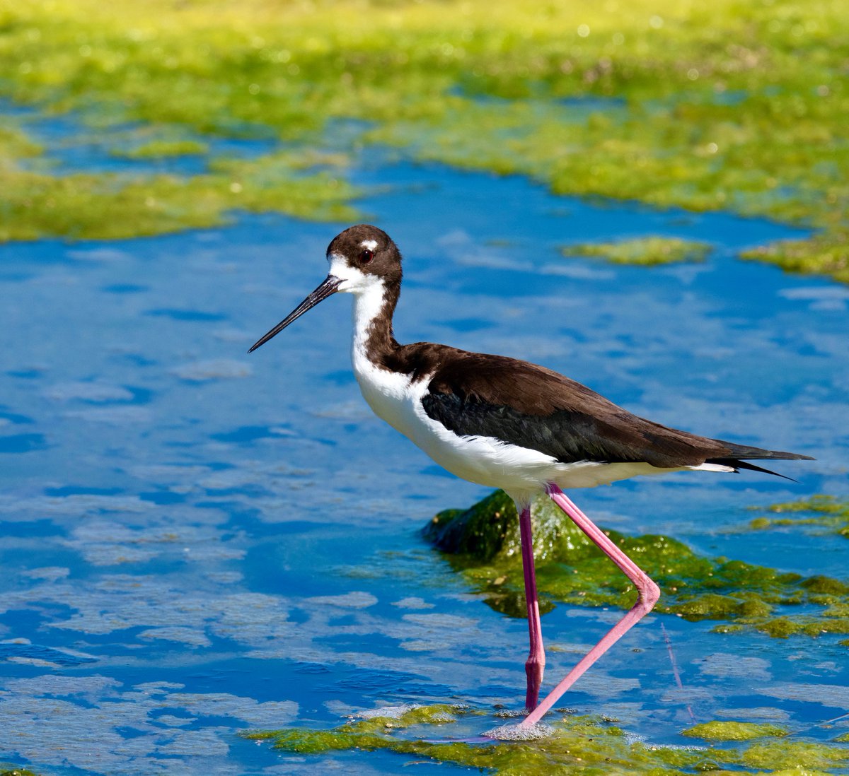 BirdingMy's tweet photo. This a true Hawaiian bird, Hawaiian Stilt distinct from the Black-necked Stilt. It is featured this month on my website https://t.co/VYQuNliDKE  (d850, 500mm PF lens, f/11, 1/2000s, ISO 500 hand-held) https://t.co/pz7wIHysVf