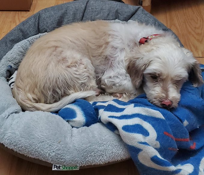 My little boy Blue laying in his bed relaxing😀 https://t.co/pZGdCEGnLx