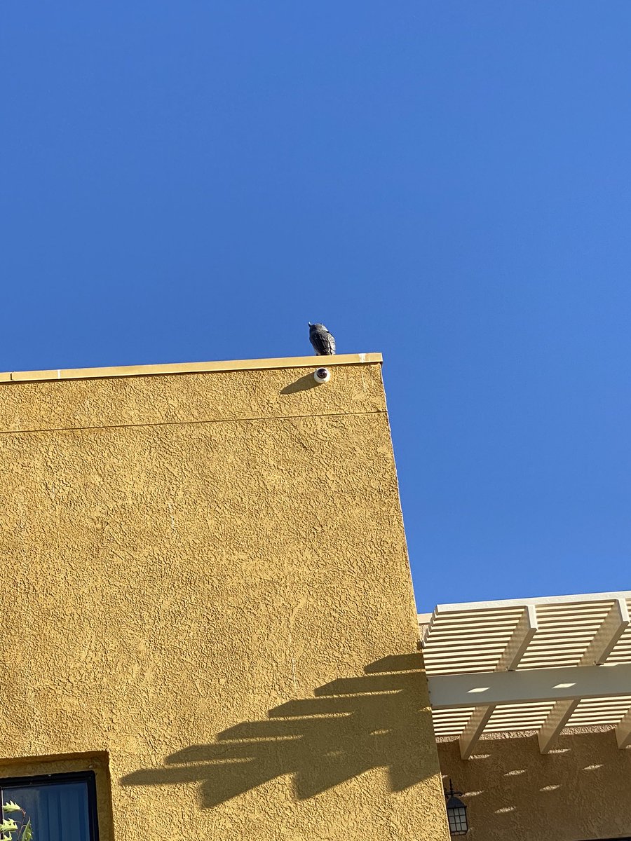 “The city said there were no outdoor cameras.” I counted four facing the tree where #RobertFuller was found in #palmdale. @palmdalesheriff, did you ask for the footage from Ochoa Digital? From Whispering Palms Apartments?