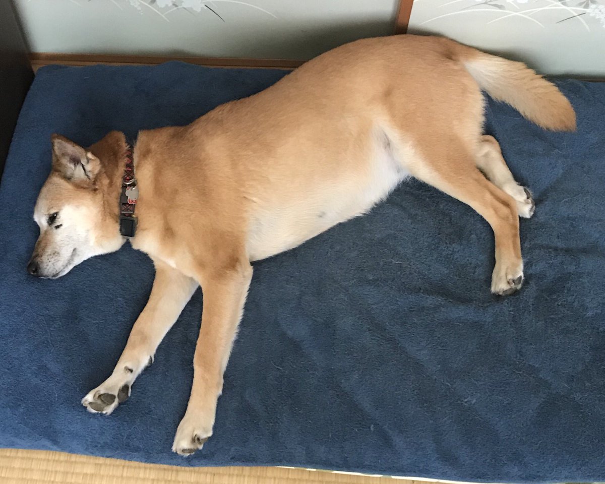 東雲 鈴音 うーーん て伸びる姐さん 犬 食べてる時と寝てる時が一番しあわせだわ なお顔 東雲 鈴音 うーーん て伸びる姐さん 犬 食べてる時と寝てる時が一番しあわせだわ なお顔