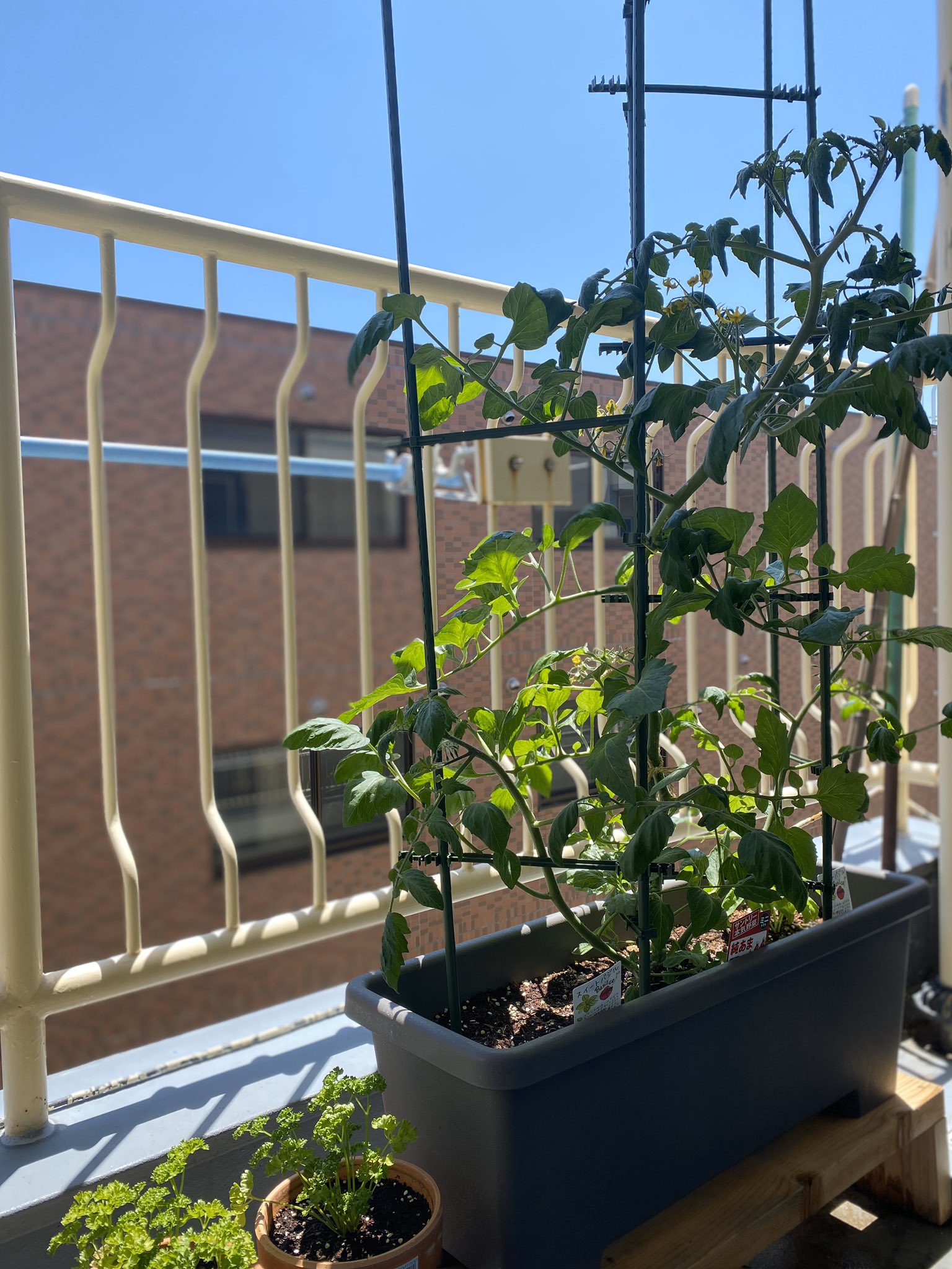 まりあ ひみつ A Twitter 今年のベランダ菜園はトラブル続き ミニトマト3本仕立てにしてみたつもりが 伸び方と支柱 の位置が合わなくて 花の咲いた枝が折れちゃった バジルも1苗うまくいかず根ごと抜いてキッチンで水耕栽培チャレンジ中 でもミニトマトは 小さい