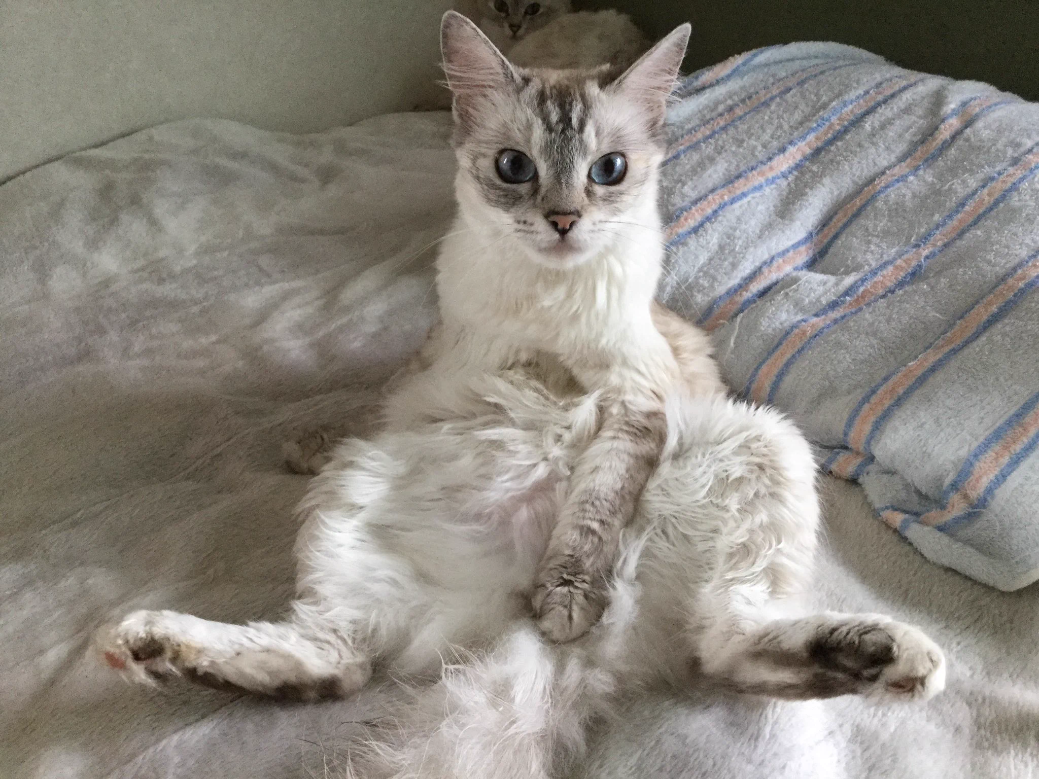 @tomikopinkcats @Regius_fz250 これはもう、人ですねw 