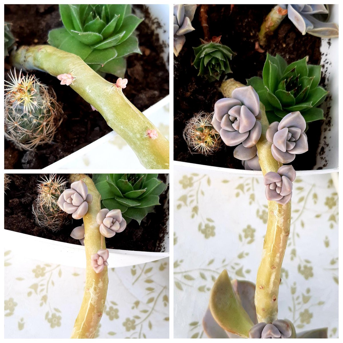 succulentsbot's tweet photo. Source: /u/mmajamm [https://t.co/u27sdwWtZ4] https://t.co/G7gjM6QQgY