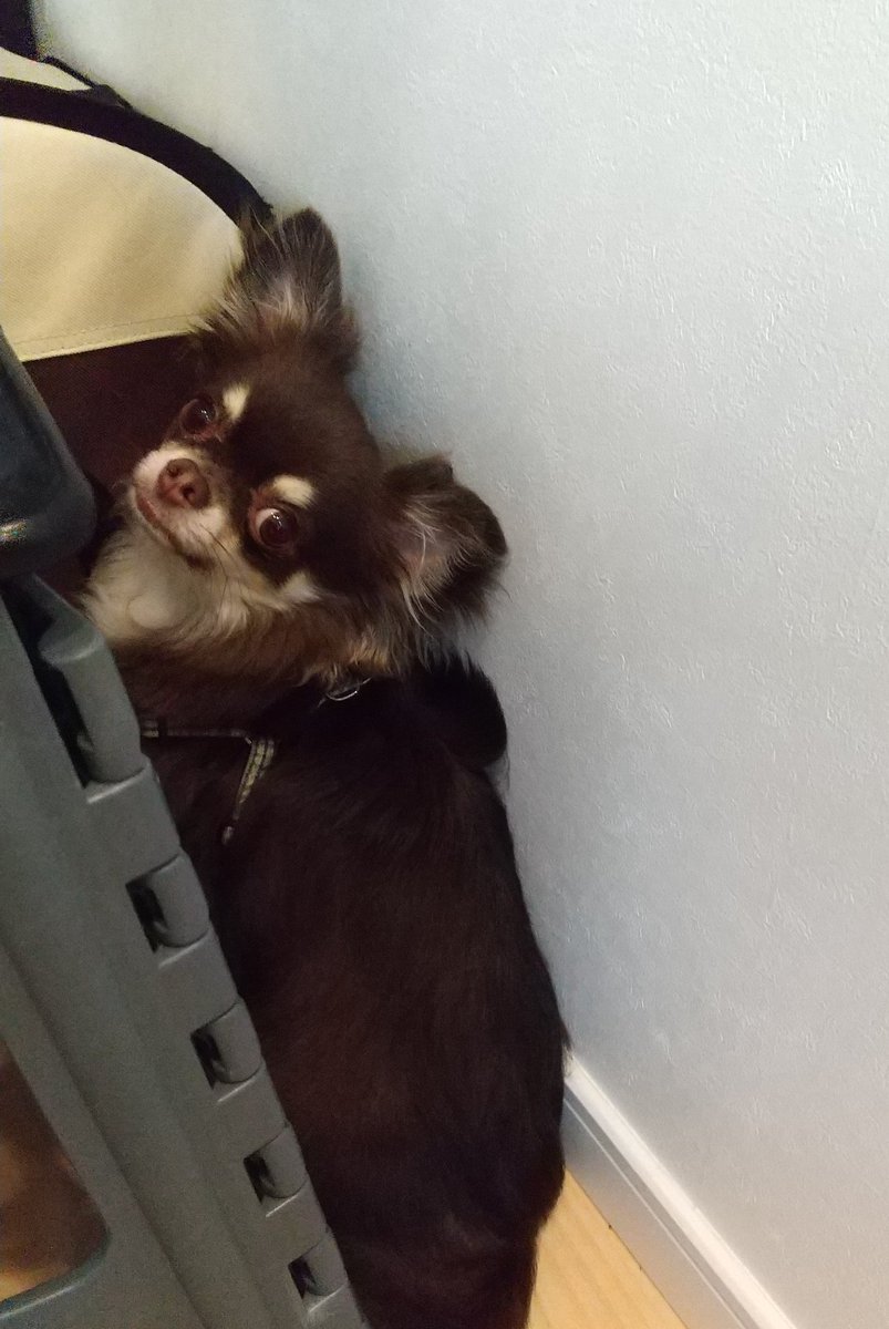 ミムロ うちの犬はソファーに乗らないようにしつけてあるので ロミオとジュリエットみたいな構図です しつこいけど 下にいる方がオンナです 舌なめずりしてる方もオンナです