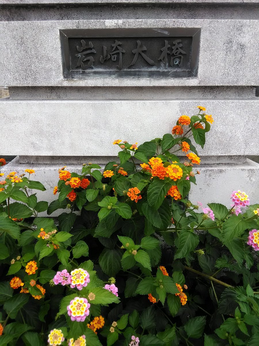 鳥羽市歴史文化ガイドセンター 昼飯どうしよう と徘徊していたところ 云うほど大きくもない岩崎大橋のところですごく可愛らしい花 を見つけた ランタナというらしい アジサイに似てるけど全然違うくてシソ目クマツヅラ科の植物なんだとか ｳﾝ 葉っぱが