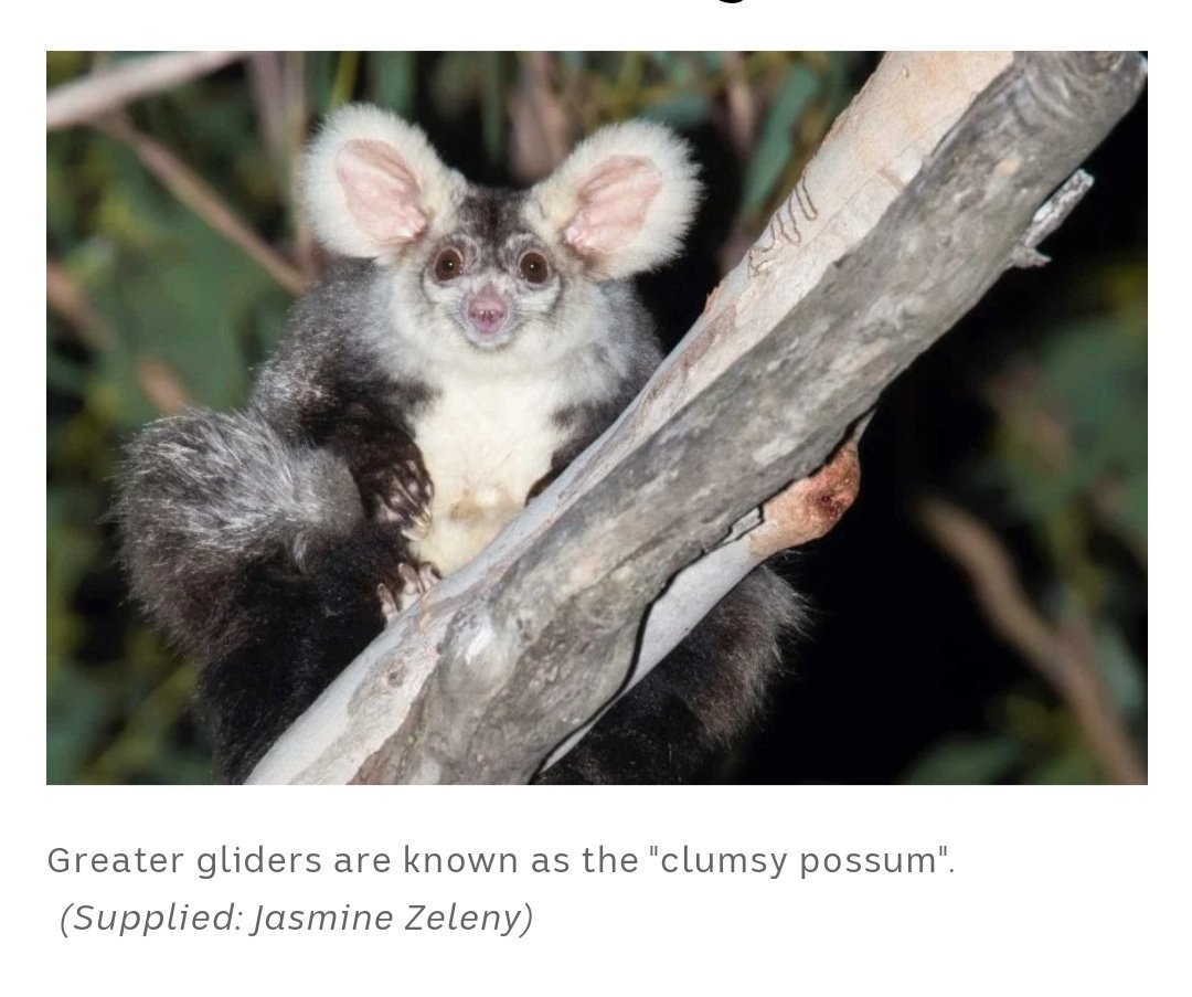 A charitable interpretation of this - and  @CeoForests has left some ambiguity in her tweet - is that VicForests do general surveys, whereas the judge is talking about surveys for Greater Gliders specifically.So let's focus on this lovely creature: the Greater Glider (ABC News)