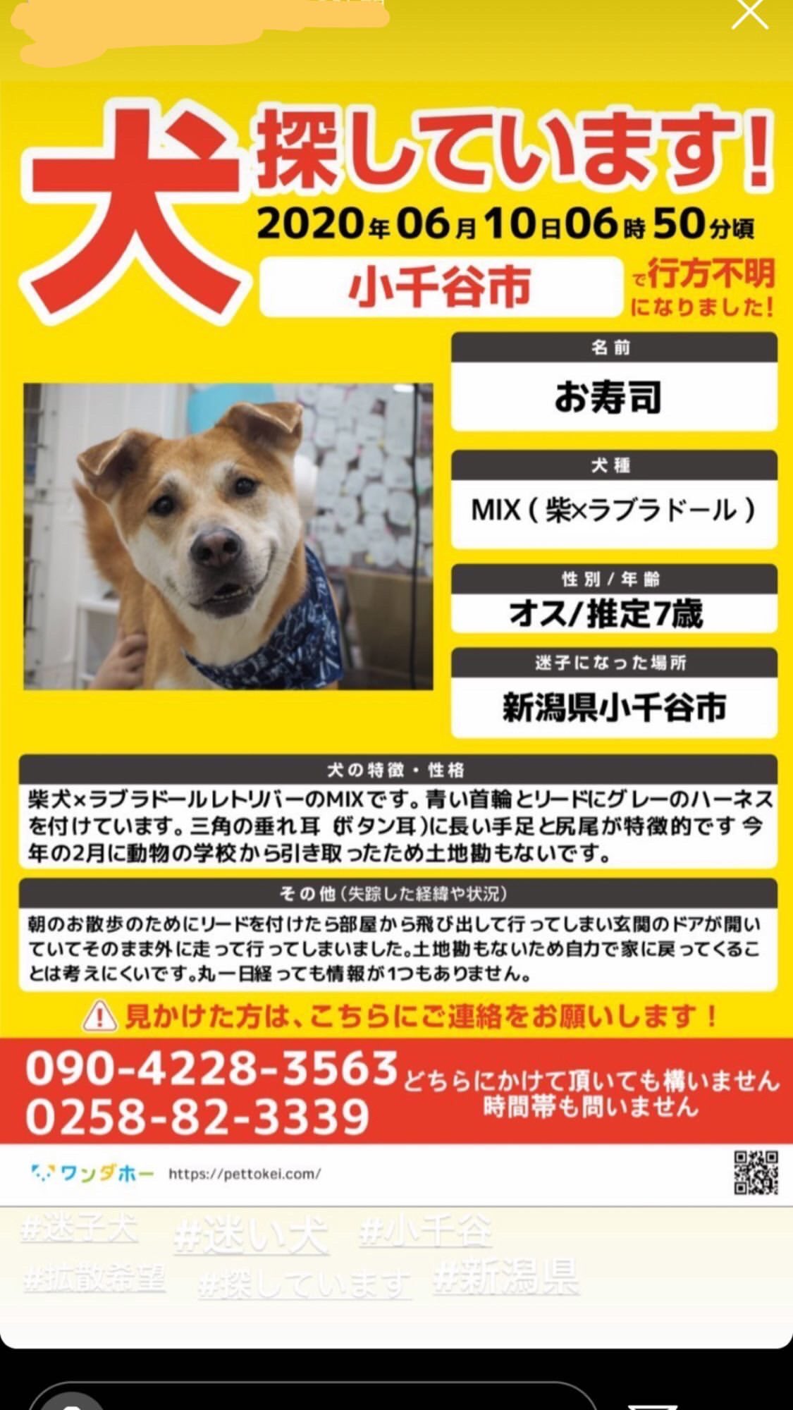 加藤雅泰 Club Riverst 拡散お願いします 新潟の小千谷で迷子になった犬を探してる人が居ます 青い首輪とタレ耳なんで特徴分かりやすいかと思います もし見かけた情報があれば教えて下さい 画像に電話番号もあるので よろしくお願いします 加藤雅泰 Club Riverst 拡散お願いします 新潟の小千谷で迷子になった犬を探してる人が居ます 青い首輪とタレ耳なんで特徴分かりやすいかと思います もし見かけた情報があれば教えて下さい 画像に電話番号もあるので よろしくお願いします