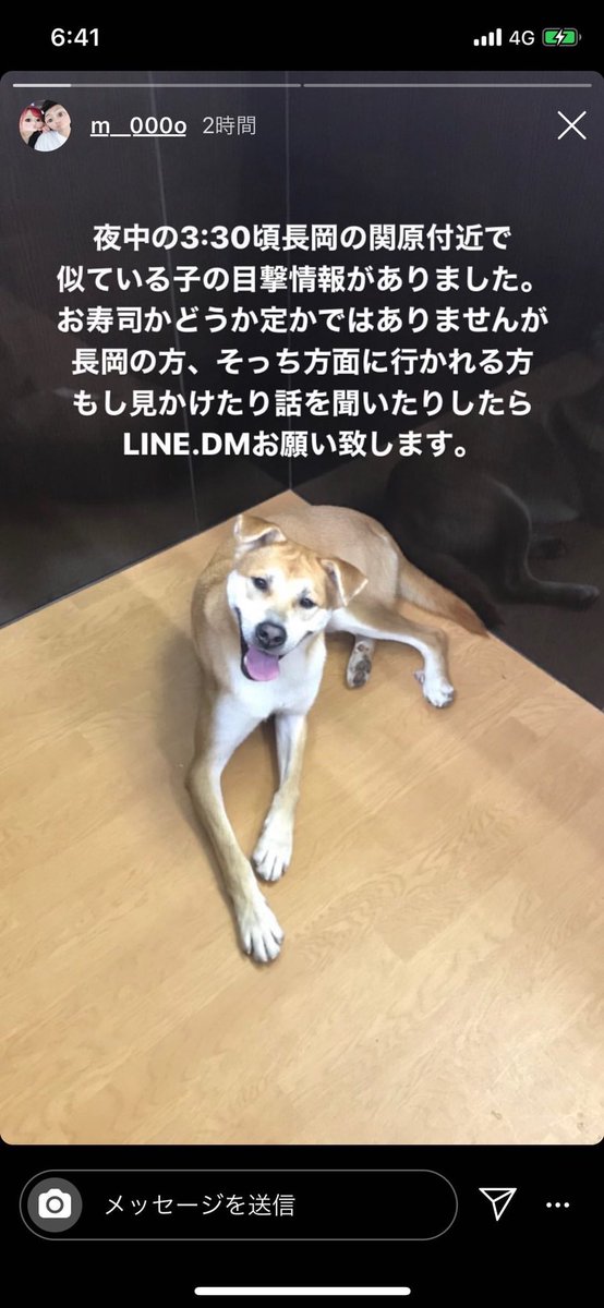 🙏拡散お願いします

新潟の小千谷で迷子になった犬を探してる人が居ます

青い首輪とタレ耳なんで特徴分かりやすいかと思います

もし見かけた情報があれば教えて下さい
画像に電話番号もあるので

よろしくお願いします