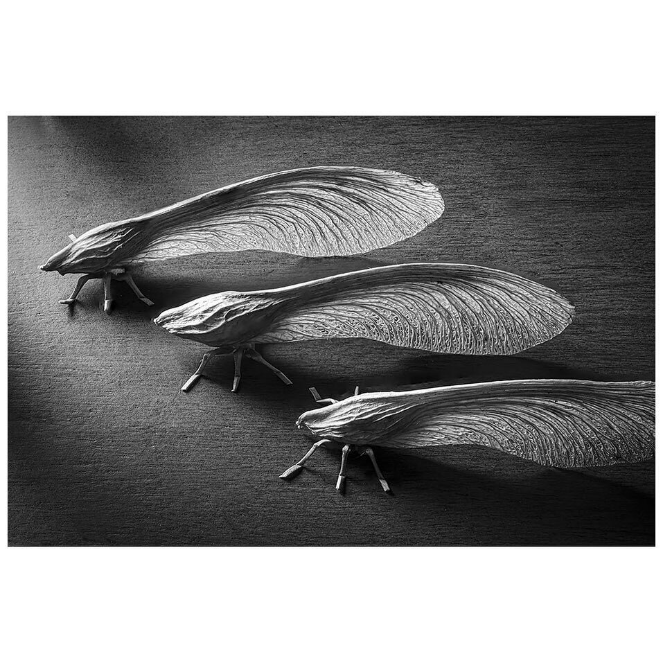CarlosOrtizPhot's tweet image. Maple seeds metamorphosis #metamorphosis #mapleseeds #transformation #lagrangeparkphotographer #nikonz6 #nikon60mmmacro #nikonusa_