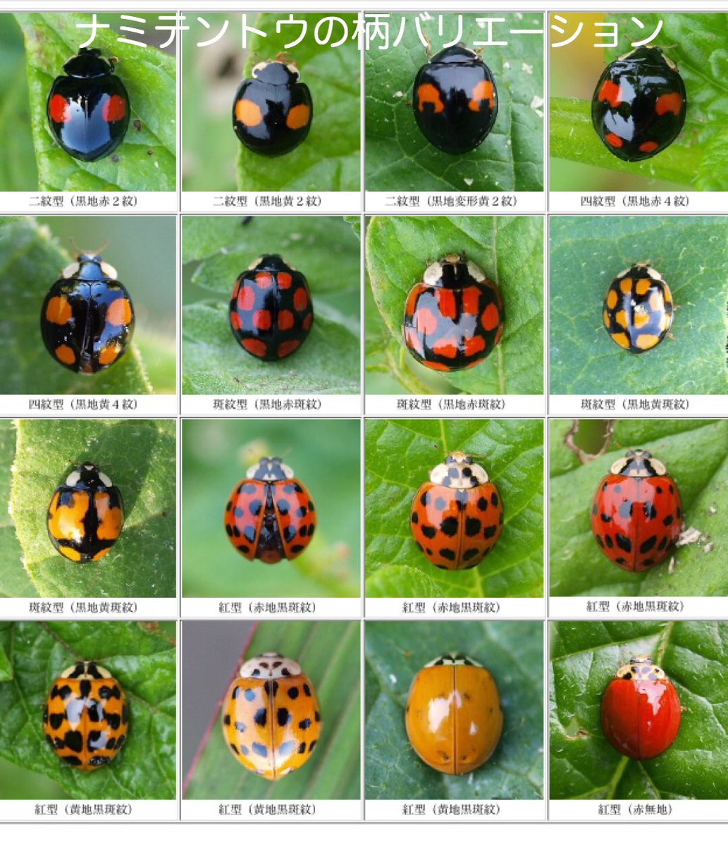 てんとう虫の幼虫