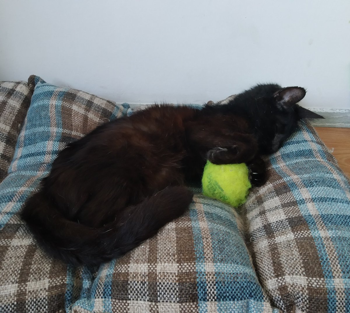 Pekmez, en ağır vakamız. Kör, sağır, kafa travmalı, nöbetler geçiriyor. Eylül'de 6 senemiz olacak Pekmez'le. O gitmedi, biz vazgeçmedik, bırakmadık 💜