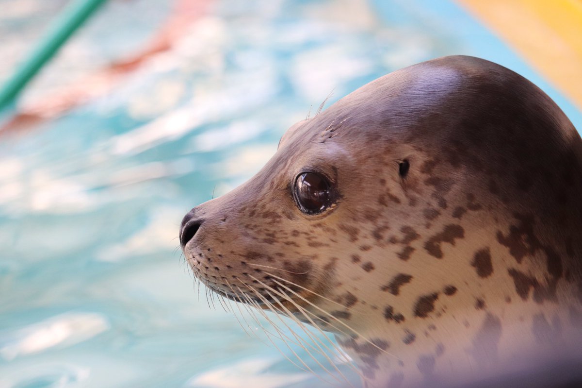 アザラシの名前大募集】 投票締め切りまであと1日‼️ 沢山の投票を