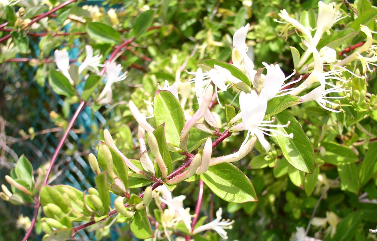 かわうそ 暦 6 22 今日の誕生花 T Co Xcsnqdcln7 スイカズラ 忍冬 愛の絆 ナツシロギク 夏白菊 楽しむ 写真は忍冬 6 12にハニーサックルの名で登場しています 花の根元に甘い蜜があり その蜜を吸うことから吸い葛 子供の頃に私もずいぶん