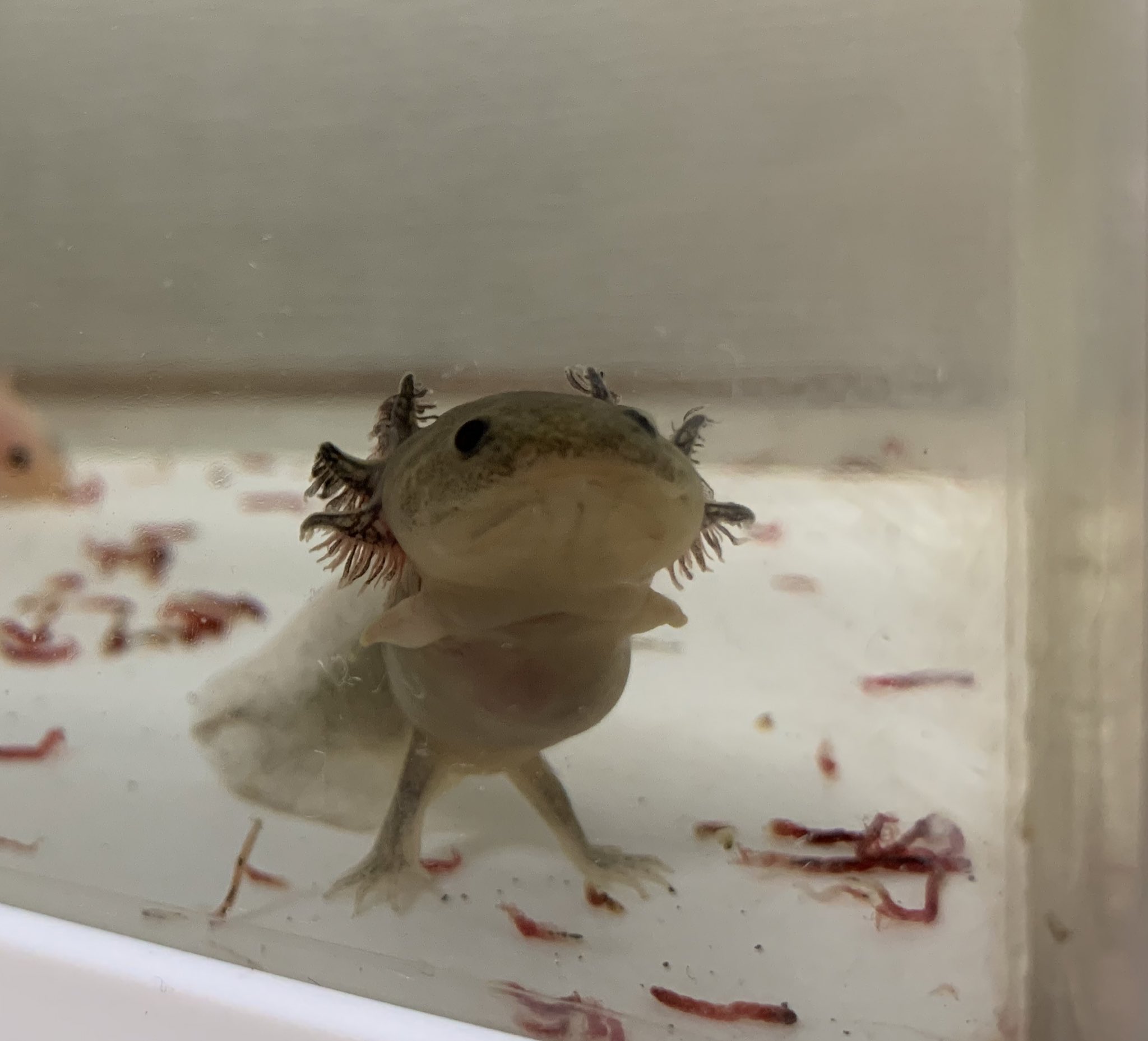 ウーパールーパーショートボディ オス