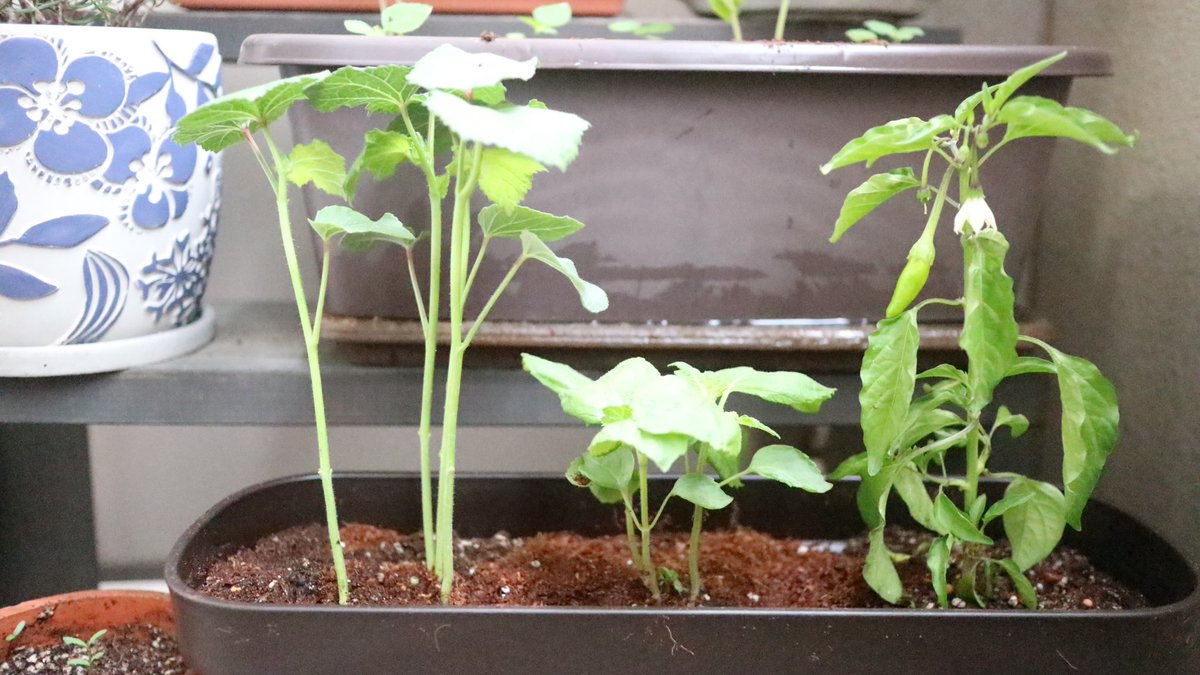 肥後知歩 オクラ 大葉 唐辛子 苗を買って植えました ベランダ農園が最近の私の遊び場 ベランダガーデニング ベランダ菜園 ベランダ農園 大葉栽培 オクラ栽培 唐辛子栽培