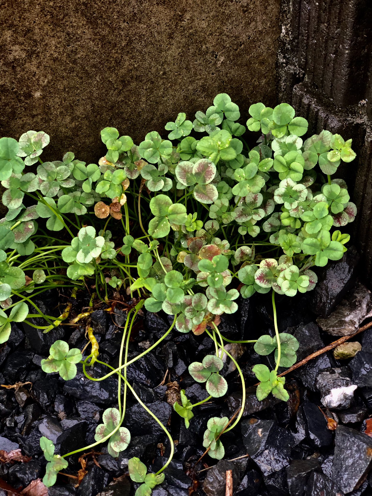 ちびももママ 毎年 砂利敷きの駐車場の 草むしりが大変 夏に向かって雨が降るごとに グングン雑草が伸びるー 今年は 雑草対策でグランドカバー プランツに挑戦してみようと クローバーとセダムを植えてみました 広がるといいなー 雑草対策 グランド
