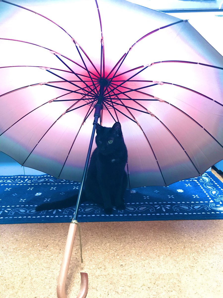 「雨の日に傘を干してると、猫が吸い込まれる。 」|天乃咲哉🦊このはな連載中のイラスト