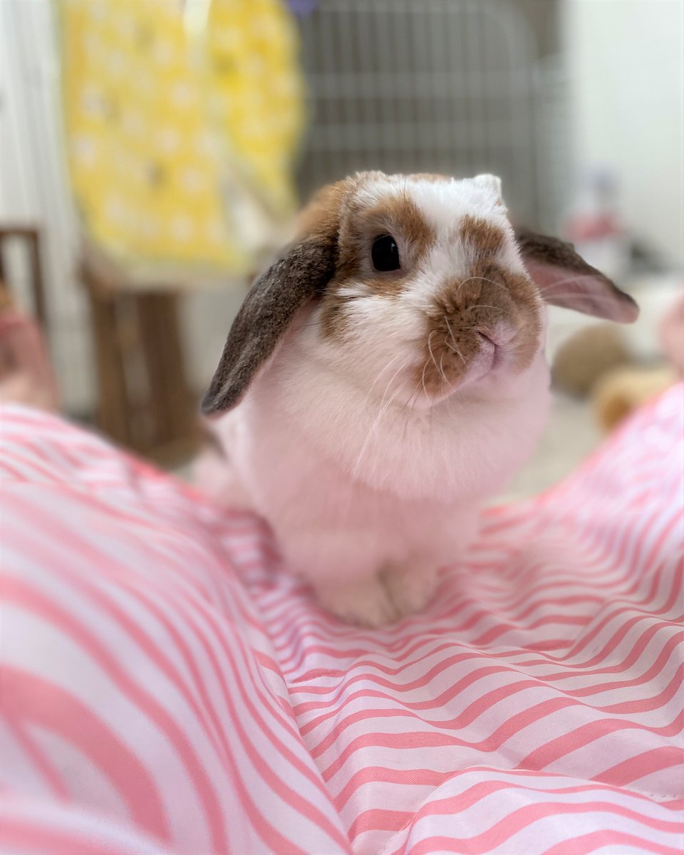 ハグル 同じウサギでも それぞれ個性があって 好きな食べもの 遊び方 傷つくところも違う ウサギは何を考えてるかわからないと言われるけど 心を寄せて付き合うと その感受性に驚かされるし どこまでも愛おしい うさぎ