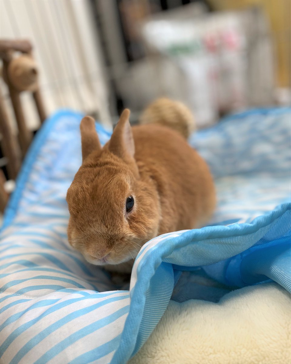 ハグル 同じウサギでも それぞれ個性があって 好きな食べもの 遊び方 傷つくところも違う ウサギは何を考えてるかわからないと言われるけど 心を寄せて付き合うと その感受性に驚かされるし どこまでも愛おしい うさぎ