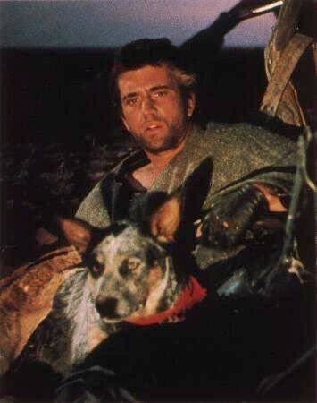 おおうちまりこ 保護犬から役者になった犬といえばマッドマックス2 の彼 映画のために収容所から引き取られ素晴らしい演技を見せてくれた 撮影終了後はカメラオペレーターの方が引き取ったとか 犬種はオーストラリアンキャトルドッグ だったっけ