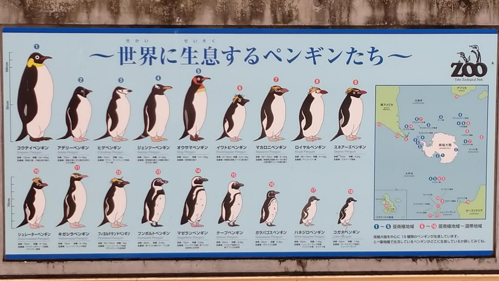 渡部裕樹 テストに出ます ペンギン とべ動物園 T Co Toxo9g7jtp Twitter