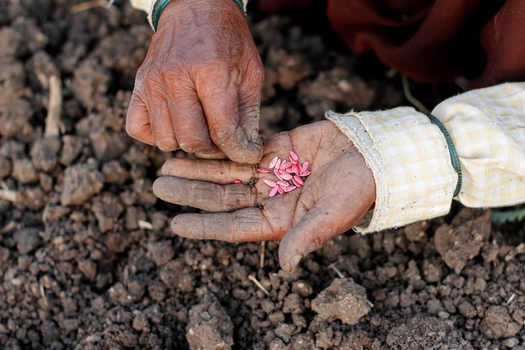 21Organic's tweet photo. Keep on sowing your seed, for you never know which one will grow. Perhaps it all will ~ Albert Einstein

#eatseasonal #organicvegetables #organicfruits #homedeliveryservice #mumbai #stayhomestaysafe https://t.co/CCtPsWL4JQ