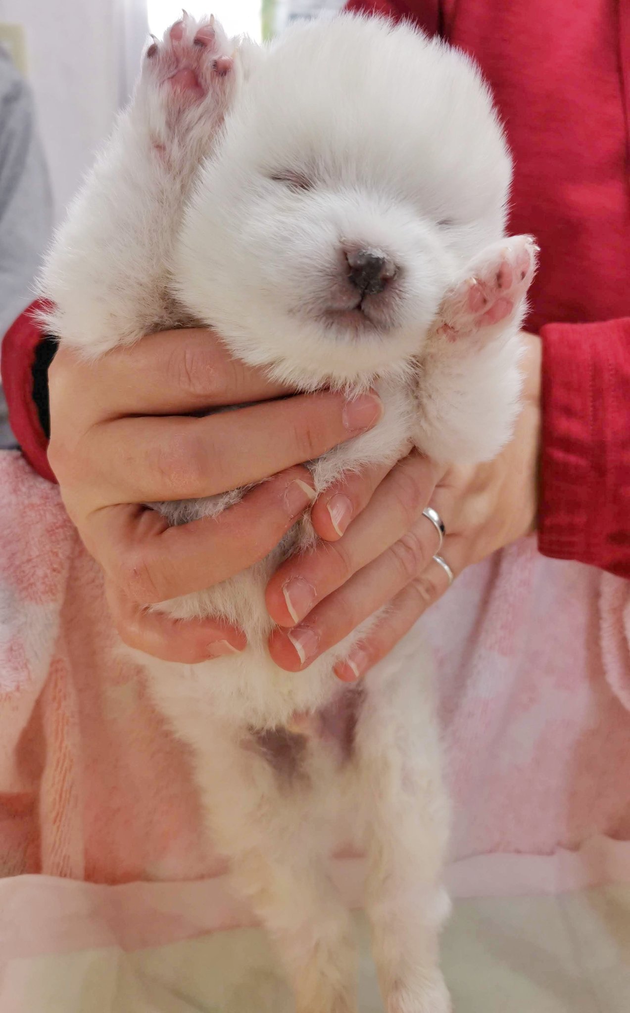 あきほ 秋田犬会館 福ちゃんのバンザイ T Co Z8idqfo8nt Twitter