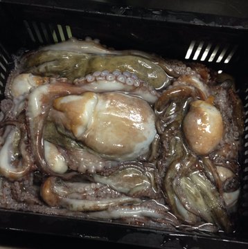 生タコ 茹でタコの日持ちはどれくらい 上手な保存方法も お食事ウェブマガジン グルメノート