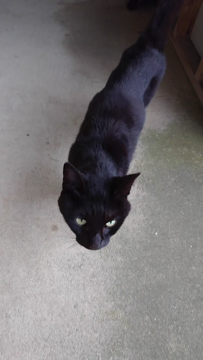 迷子猫保護・鹿児島県伊勢市・黒猫ちゃん！！