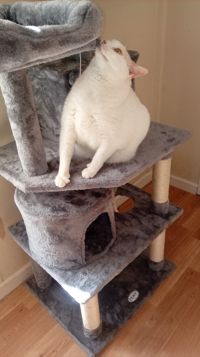 Amy is my curious girl, no matter what I bring home she is the first to check it out.☺💖😽