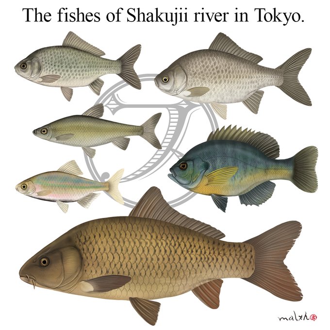 川の魚たちのtwitterイラスト検索結果