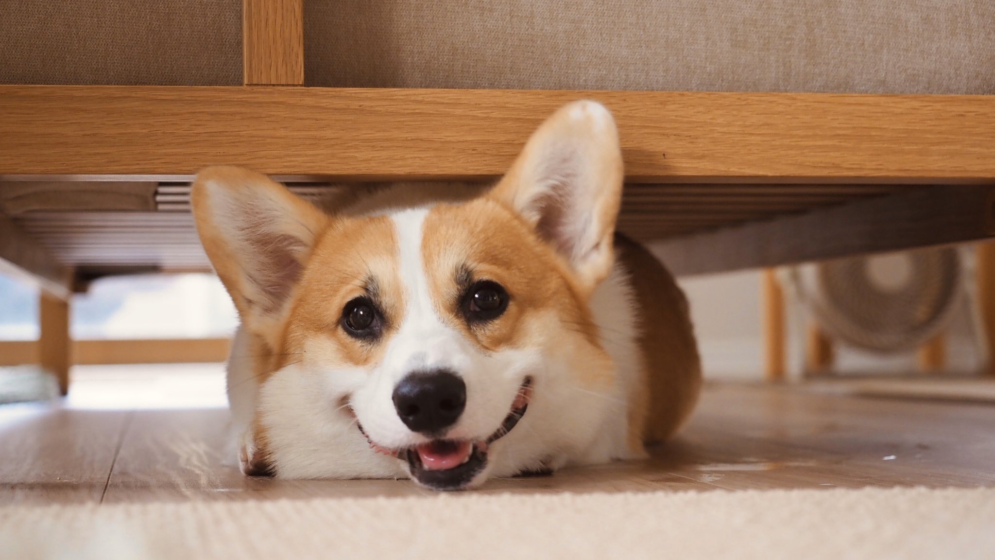 たお ひょっこりはん コーギー コーギーのいる暮らし T Co Osmr06gofy Twitter