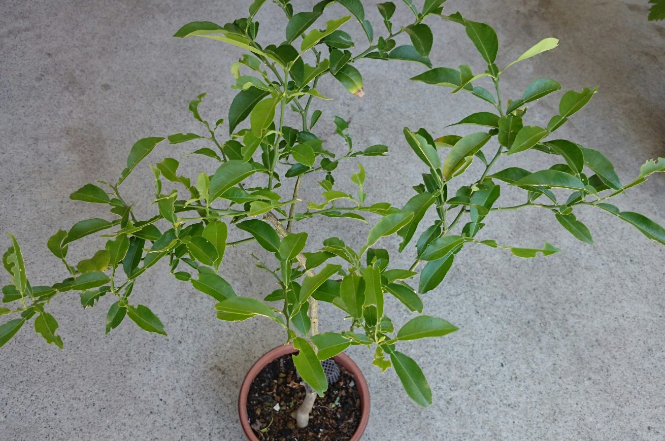 A Thalina 変な時期にかなり強剪定して 植え替えまでして 枯れるかなと思ったけど 持ちこたえたみたい すでに やつら に食われてる やつら は婆ちゃん経由で保育園に譲渡されて 園児が蝶になるまで育ててるからたぶんwin Win 家庭果樹 柚子 A Thalina 変な時期にかなり強剪定して 植え替えまでして 枯れるかなと思ったけど 持ちこたえたみたい すでに やつら に食われてる やつら は婆ちゃん経由で保育園に譲渡されて 園児が蝶になるまで育ててるからたぶんwin Win 家庭果樹 柚子