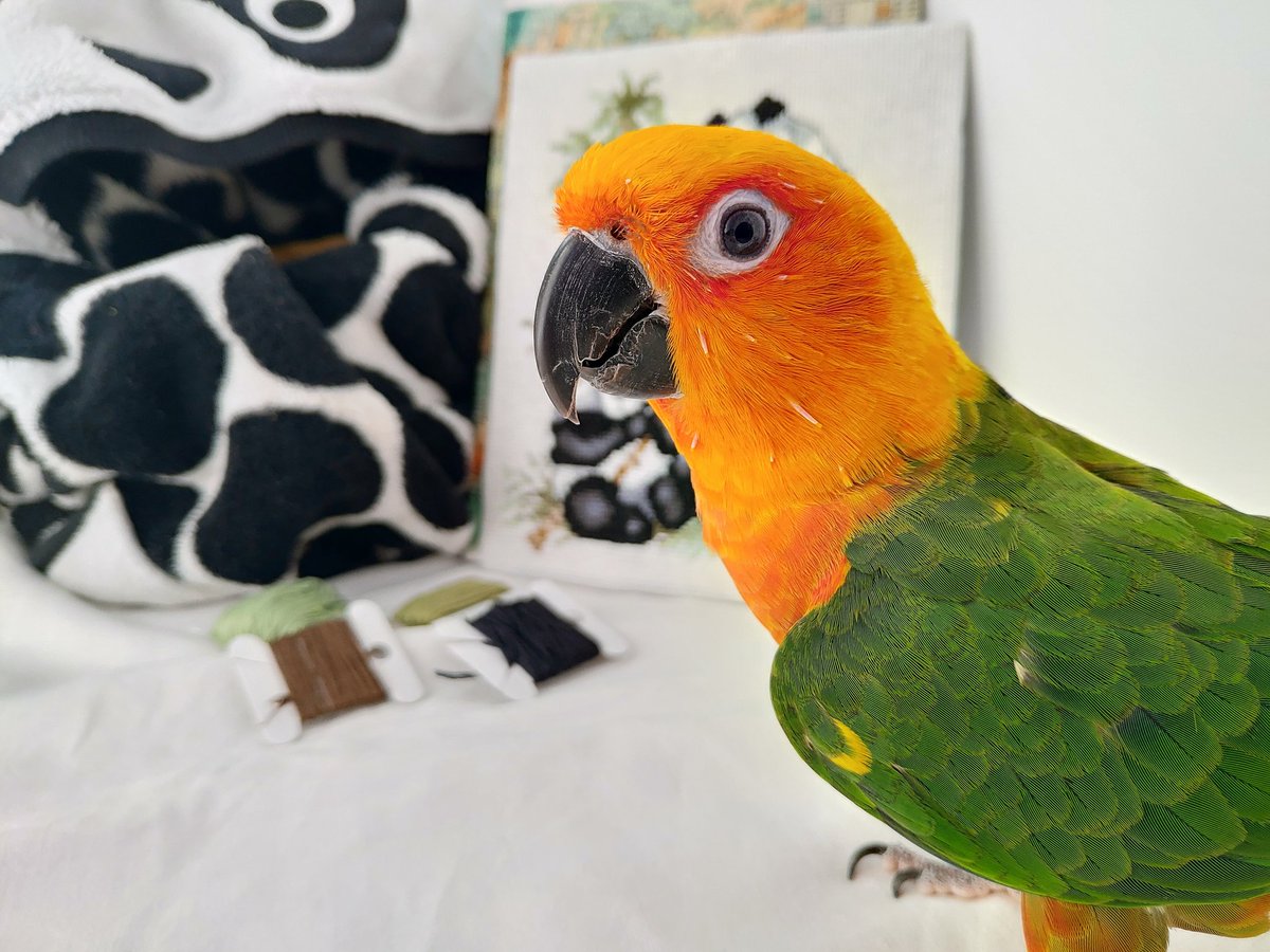 moorconure's tweet photo. ✨❤️
https://t.co/HG2MKGutXL
#jendayconure #sunconure #parrot #parrotsofinstagram #instabirds #birds #colorful #bird #awesome #amazing #parakeet  #orange #conurebird #попугай #попугаи #аратинга https://t.co/OVCgFIJb9M