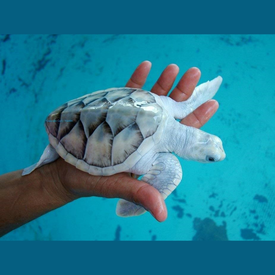 Magnifico! 🙂 Leucistic Green Sea Turtle (Chelonia mydas). Foto: Carl James Franklin. #water #ocean #turtle #reptile #livingart #leucistic #lareptile #lareptiles #cheloniamydas #livingartreptile #livingartreptiles #greenseaturtle