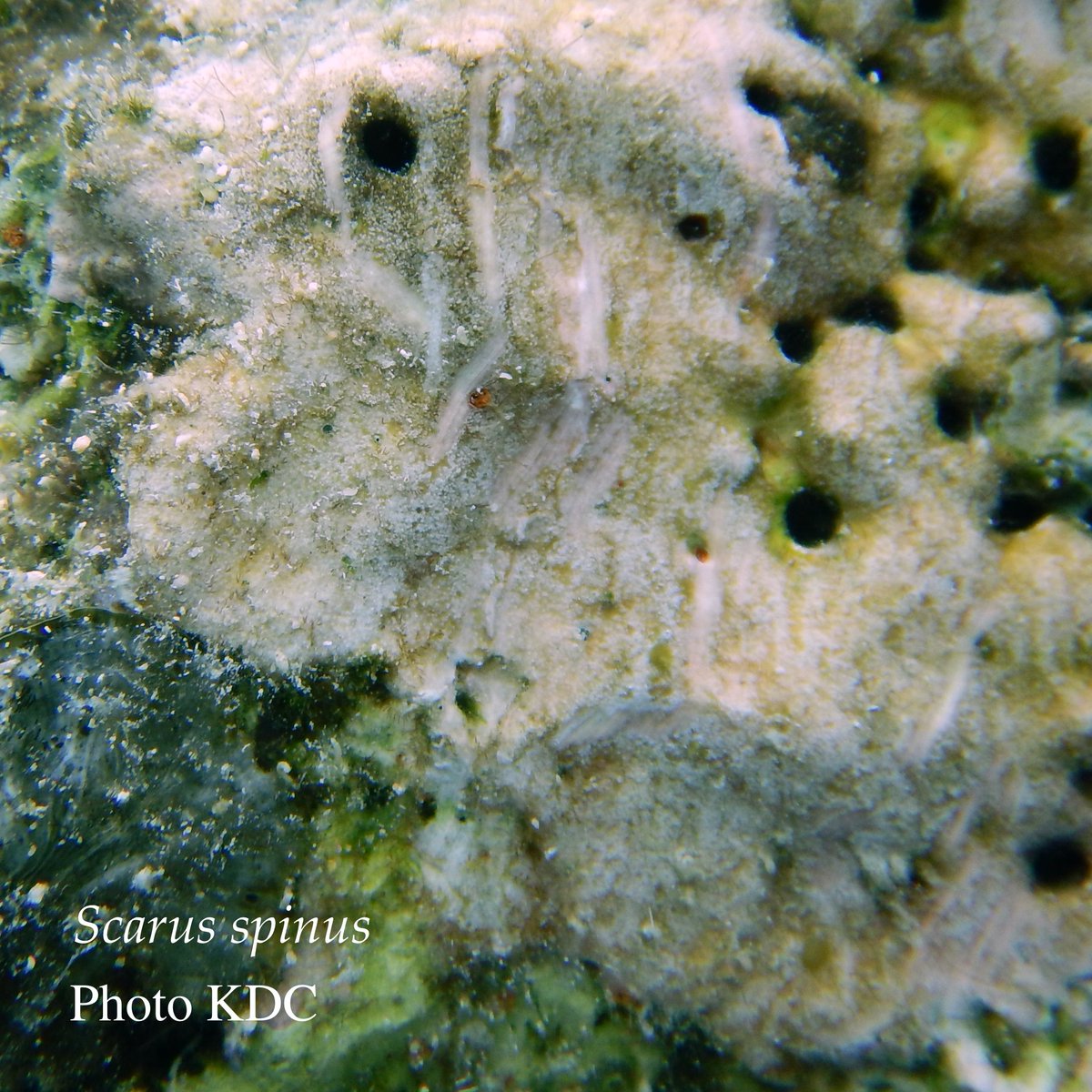 ParrotfishResearch🐠 (@indopacscarini) on Twitter photo Our new paper describes how we follow a #parrotfish until it bites repetitively, so we know which species made the bite. This is important as scars left by cryptic corallivorous #blennies can be mistaken for parrotfish bites. Then we core it. rdcu.be/b4K1l <a href="/SpringerCORE/">Springer Coral Reefs</a> Our new paper describes how we follow a #parrotfish until it bites repetitively, so we know which species made the bite. This is important as scars left by cryptic corallivorous #blennies can be mistaken for parrotfish bites. Then we core it. rdcu.be/b4K1l <a href="/SpringerCORE/">Springer Coral Reefs</a>