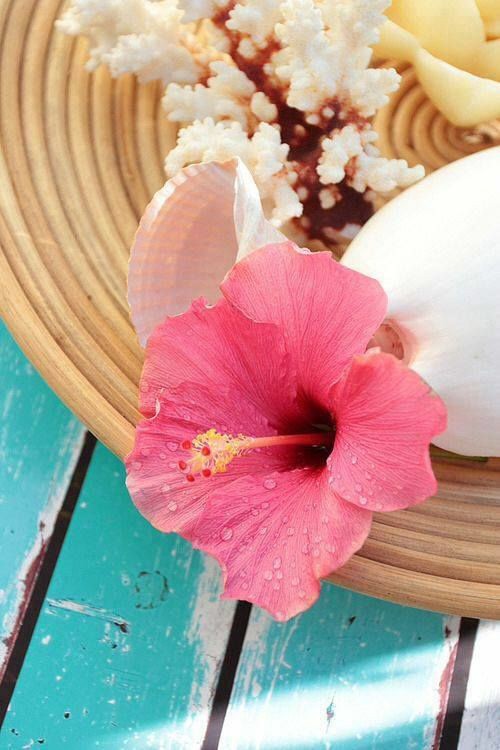 Pantious  Bianca tweet media